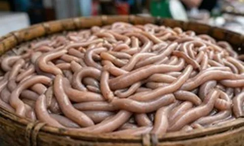 Chạm mốc 6.000.000 đồng/kg sinh vật lúc nhúc nhìn như giun đất ở Quảng Ninh, xưa chỉ siêu giàu dám tẩm bổ nay đại gia vẫn ráo riết săn lùng