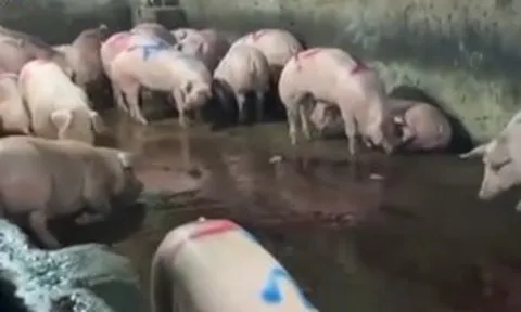 Vụ gần 300 tấn thịt lợn bệnh vào trường học: Lỗ hổng trong giám sát, kiểm dịch