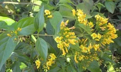 Người phụ nữ 27 tuổi suýt mất mạng vì ăn nhầm lá ngón