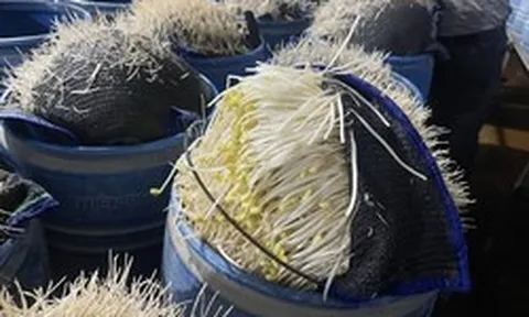 510 tấn giá đỗ "ngậm" chất độc 6-Benzylaminopurine chờ tuồn ra chợ đầu mối: Chuyên gia cảnh báo tác hại và cách chọn giá đỗ “sạch”