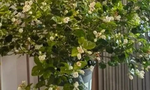 Không phải kim tiền, đây mới là 4 loài cây người giàu thích mê, vừa thẩm mỹ, vừa tốt cho sức khỏe cả nhà