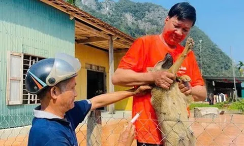 Cảnh báo bệnh dại tăng mạnh: Hàng nghìn người đi tiêm, đã có ca tử vong thương tâm