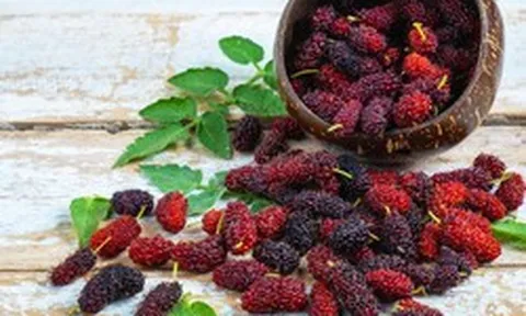 Loại quả mọc dại ở Việt Nam: rẻ hơn 30 lần việt quất nhưng dinh dưỡng lại tương đương