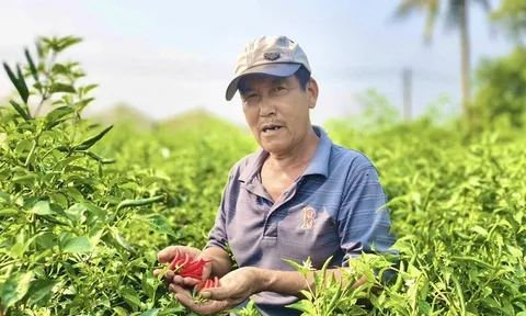 Được mùa mất giá, người trồng ớt Quảng Ngãi “ngồi trên lửa”