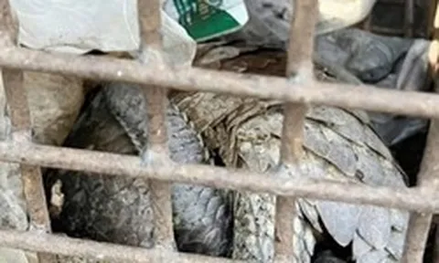 Phát hiện 2 cá thể động vật quý hiếm, có nguy cơ tuyệt chủng nằm trên lề đường ở Quảng Trị