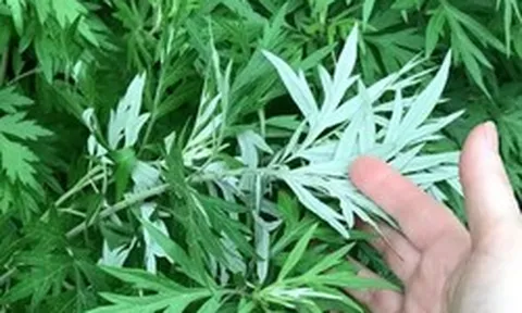 3 loại rau nhất định phải trồng trong vườn nhà: Có một cây cũng tốt đủ đường