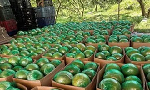 Không phải sầu riêng, loại quả của Việt Nam khiến cựu Thứ trưởng Bộ Nông nghiệp Mỹ phải tấm tắc khen ngon, vừa có thêm 'visa' sang Trung Quốc