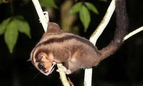 Sinh vật cả thế giới tưởng đã tuyệt chủng 6.000 năm bất ngờ lộ diện ở Đông Nam Á: Phát hiện gây chấn động