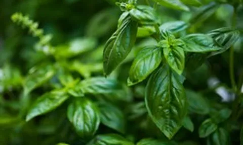 3 loại rau nên trồng trong nhà ngay: Đuổi muỗi cực đỉnh, lợi đủ đường