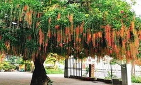 Lời khuyên đến những gia đình đang trồng cây lộc vừng