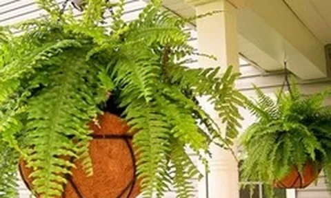 Lời khuyên đến những gia đình đang trồng cây dương xỉ