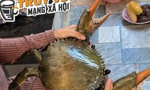 Clip con cua 7 kg ở An Giang nổi tiếng mạng xã hội với 4,4 triệu lượt xem