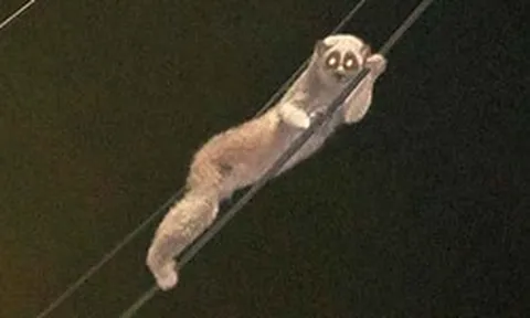 Sinh vật mắt to lặng lẽ đu dây điện giữa đêm, chuyên gia xác nhận: Loài quý hiếm được bảo vệ nghiêm ngặt