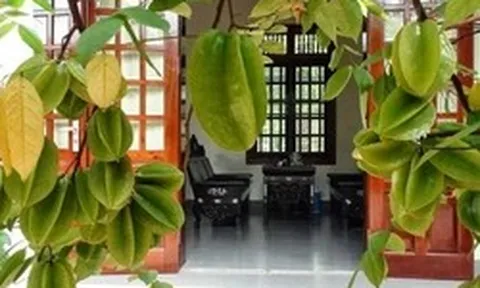 Lời khuyên đến những gia đình đang trồng cây khế