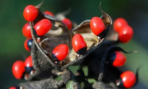 2 loại quả "ngon mắt" ẩn chứa chất độc chết người không phải ai cũng biết