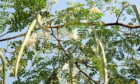 Loài cây quen thuộc có thể lọc tới 98% vi nhựa trong nước