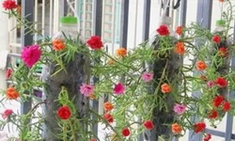 Lời khuyên đến những người đang trồng hoa mười giờ