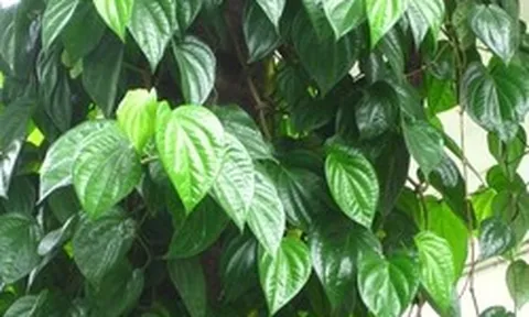 Lời khuyên đến những gia đình đang trồng cây trầu không