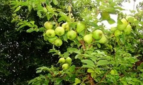 Lời khuyên dành cho những gia đình đang trồng cây ổi