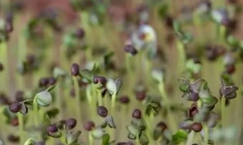 5 loại rau “đại bổ”, nên trồng ngay trong nhà: Chỉ 7 ngày là được thu hoạch