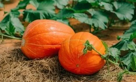 Lời khuyên đến những gia đình đang trồng cây bí đỏ