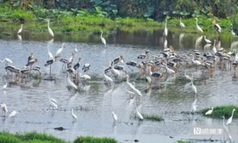 Tràm Chim "hồi sinh", hàng nghìn cánh chim trở lại
