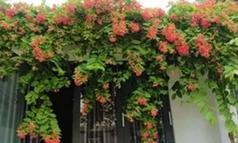 Lời khuyên dành cho những gia đình đang trồng sử quân tử