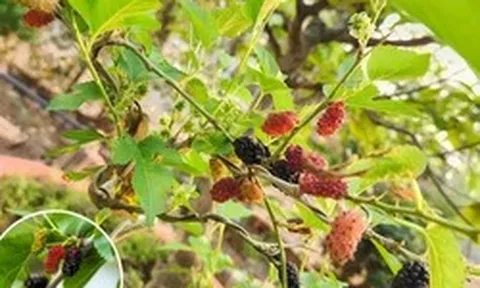 Lời khuyên dành cho những gia đình đang trồng cây dâu tằm