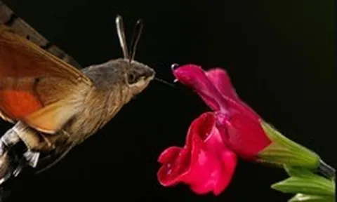 Người đàn ông đăng ảnh "con vật lạ" lên Facebook, chuyên gia tìm đến: Loài này đã 'sống lại' sau 17 năm