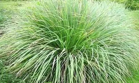 Lời khuyên đến những gia đình đang trồng sả