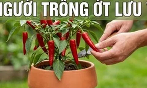 Lời khuyên chân thành dành cho những người đang trồng cây ớt
