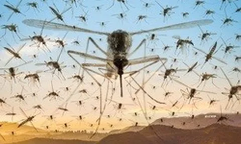 Vì sao nước Mỹ cố tình thả hàng tỷ con muỗi vào môi trường tự nhiên?