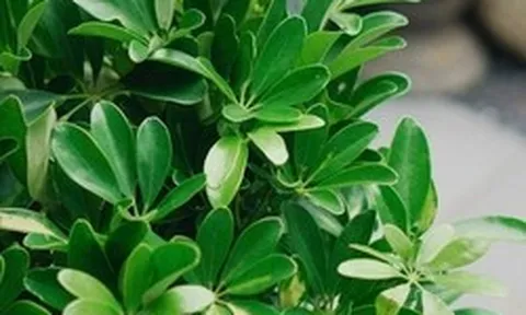 Lời khuyên dành cho những gia đình đang trồng cây ngũ gia bì