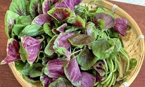 Loại rau "trường thọ" mùa hè ra chợ là có, chứa lượng axit folic gấp 46 lần dưa chuột