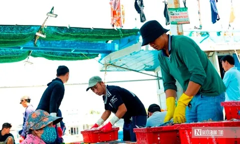 Cảng cá Đại An vào vụ, nhịp biển rộn ràng ngày trở gió