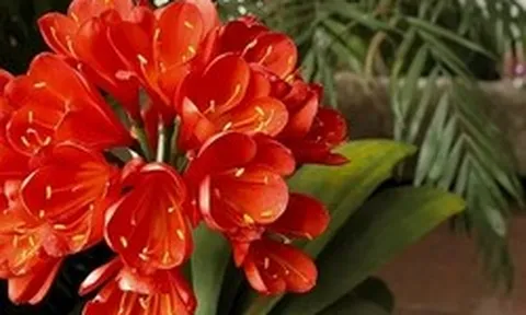 8 lời khuyên dành cho những gia đình đang trồng lan quân tử