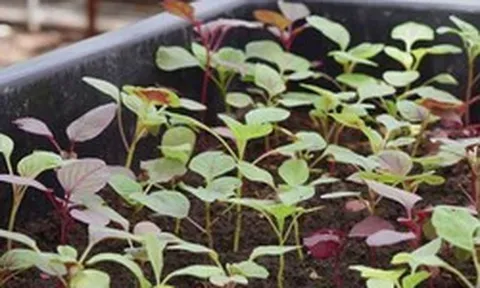 4 loại rau nên trồng trong tháng 5: Chỉ 20 ngày là được thu hoạch