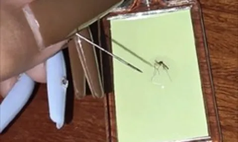 Độc đáo: cô gái khởi nghiệp từ loài côn trùng “ai cũng ghét, thấy là đập” gây sốt mạng xã hội