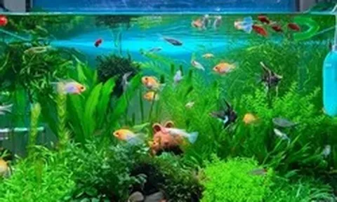 Lời khuyên đến những gia đình đang nuôi cá cảnh