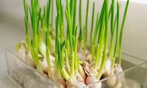 Lời khuyên đến những gia đình đang trồng tỏi