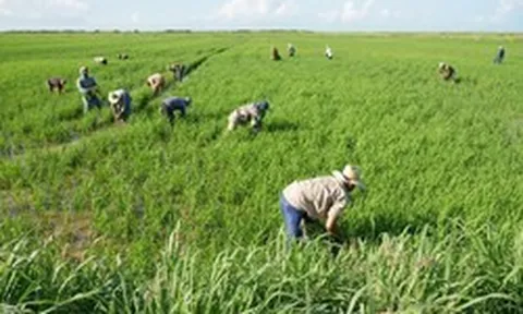 Cuba áp dụng cách của Việt Nam: Thả một loài vật xuống ruộng lúa, kết quả gây bất ngờ