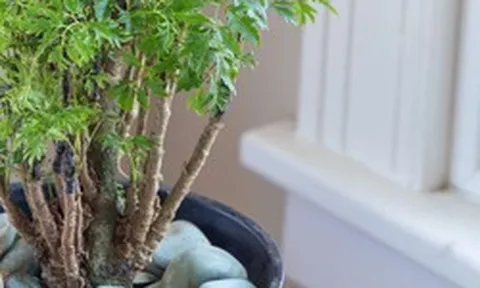 6 lý do vì sao bạn nên trồng 1 cây đinh lăng trong nhà