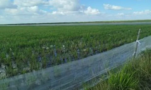 Mô hình trồng lúa quen thuộc ở Việt Nam sang Cuba lại "gây sốt": Bất ngờ từ "đội quân" 2 chân