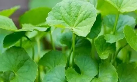 Lời khuyên dành cho những gia đình đang trồng rau má