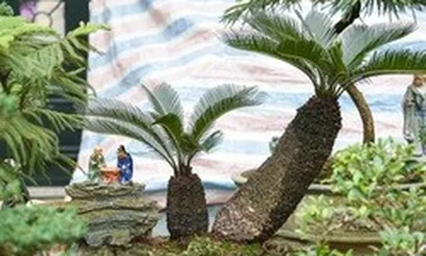 3 cây cảnh 'sống lâu trăm tuổi', 'giữ của' cho gia đình