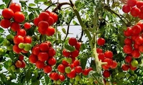 Lời khuyên đến những gia đình đang trồng cây cà chua