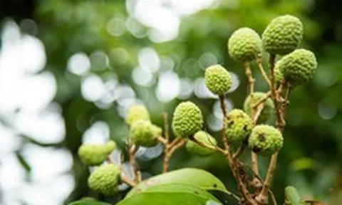 Tin buồn với loại quả “phi tử tiếu” được hàng triệu người VN và TQ say mê, có loại giá gần 600.000 đồng/kg