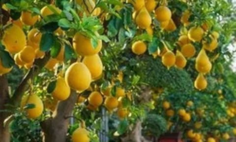 Lời khuyên đến những gia đình đang trồng cây bưởi