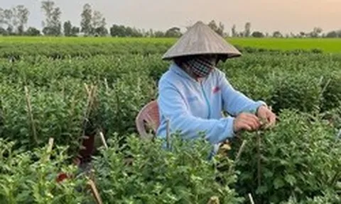 Loài cây tưởng chỉ trưng cho đẹp, ai ngờ còn là thuốc quý được Mỹ đánh giá cao: Người Việt dùng nhiều mà ít biết