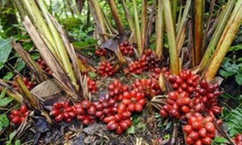Thứ quả 'trời cho' mọc đầy dưới tán rừng Việt Nam, nay thành 'mỏ vàng' giá gần 300.000 đồng/kg khiến thương lái săn lùng